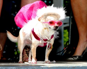 2011_Bark_Costume_Pink_Glasses