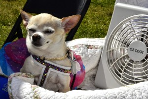 2014-06-08_2014-Dog-Walk_Dog-With-Fan